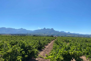 Wine Tour: Paarl, FranschHoek, Stellenbosch