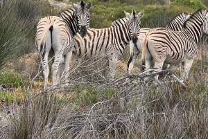 Yzerfontein: Safári na Reserva Privada de Caça da Costa Oeste