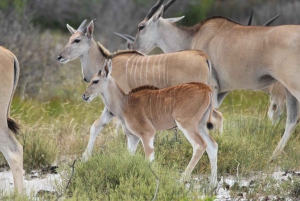 Yzerfontein: Safári na Reserva Privada de Caça da Costa Oeste