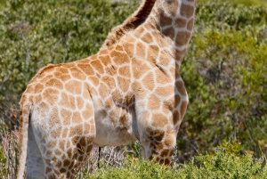 Yzerfontein: Safári na Reserva Privada de Caça da Costa Oeste