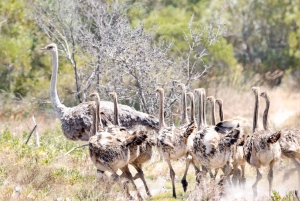 Yzerfontein: Safári na Reserva Privada de Caça da Costa Oeste