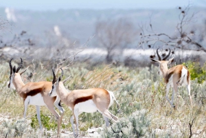 Yzerfontein: Safári na Reserva Privada de Caça da Costa Oeste