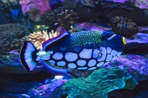 2 Oceans Aquarium  © Jovan Djokic