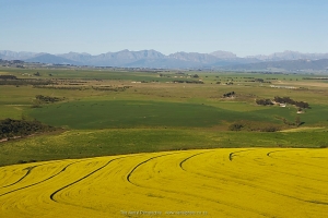Canola Fileds in  the Overberg
