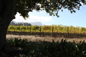 Cape Town Winelands