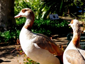Egyptian Geese at Kirstenbosch