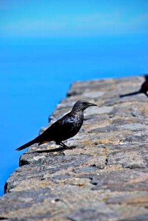 Glossy Starling on Table Mountain © Jovan Djokic