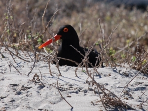 Oyster Catcher
