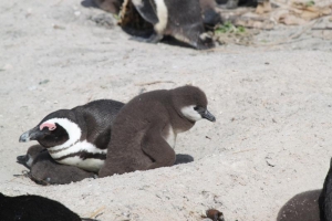 Penguins at Boulders Beach