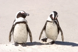 Penguins