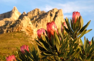 Proteas on Table Mountain