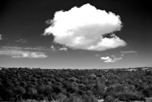 Table Mountain Feinbos © Jovan Djokic 