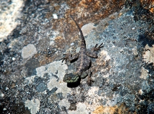 Table Mountain Lizard © Jovan Djokic