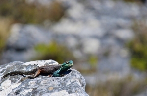 Table Mountain Lizard © Jovan Djokic