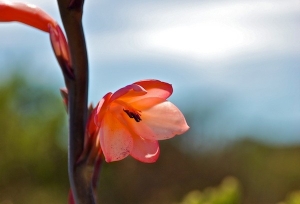 The Cape's beautiful flora © Jovan Djokic