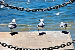 V&A Waterfront Seagulls © Jovan Djokic