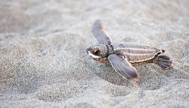 Ecotourism in Boa Vista