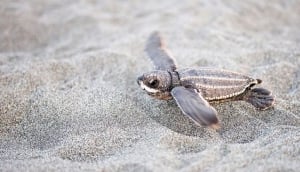 A hatchling