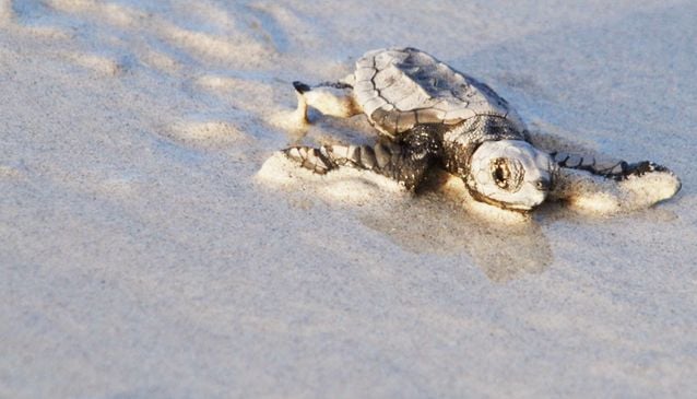 Sea Turtles Nesting in Cape Verde