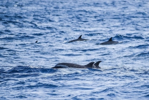 3-часовое приключение на катамаране по водам острова Сал