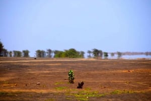 7-Hour Sal Adventure: Nature, Sharks & Salt Lakes w/ a local