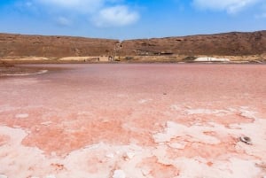 7-Hour Sal Adventure: Nature, Sharks & Salt Lakes w/ a local