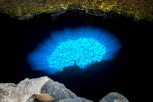 大人限定のサルのツアー、ロブスター ランチとソルトレイク付き