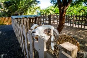 大人限定のサルのツアー、ロブスター ランチとソルトレイク付き