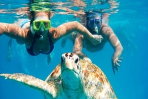 Snorkel and swim with sea turtles