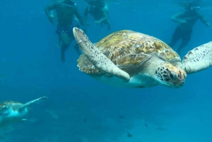Schnorcheln und schwimmen mit Meeresschildkröten