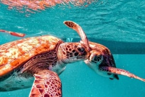 Snorkla och simma med havssköldpaddor