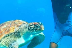 Snorkel and swim with sea turtles
