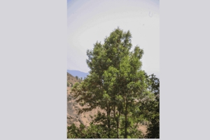 Assomada: Mato Dento Hiking Tour with Lunch