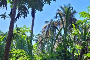 Banana Plantation and black sandy beach