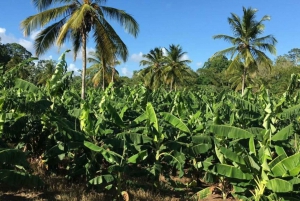 Banana Plantation and black sandy beach