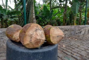 Banana Plantation and black sandy beach