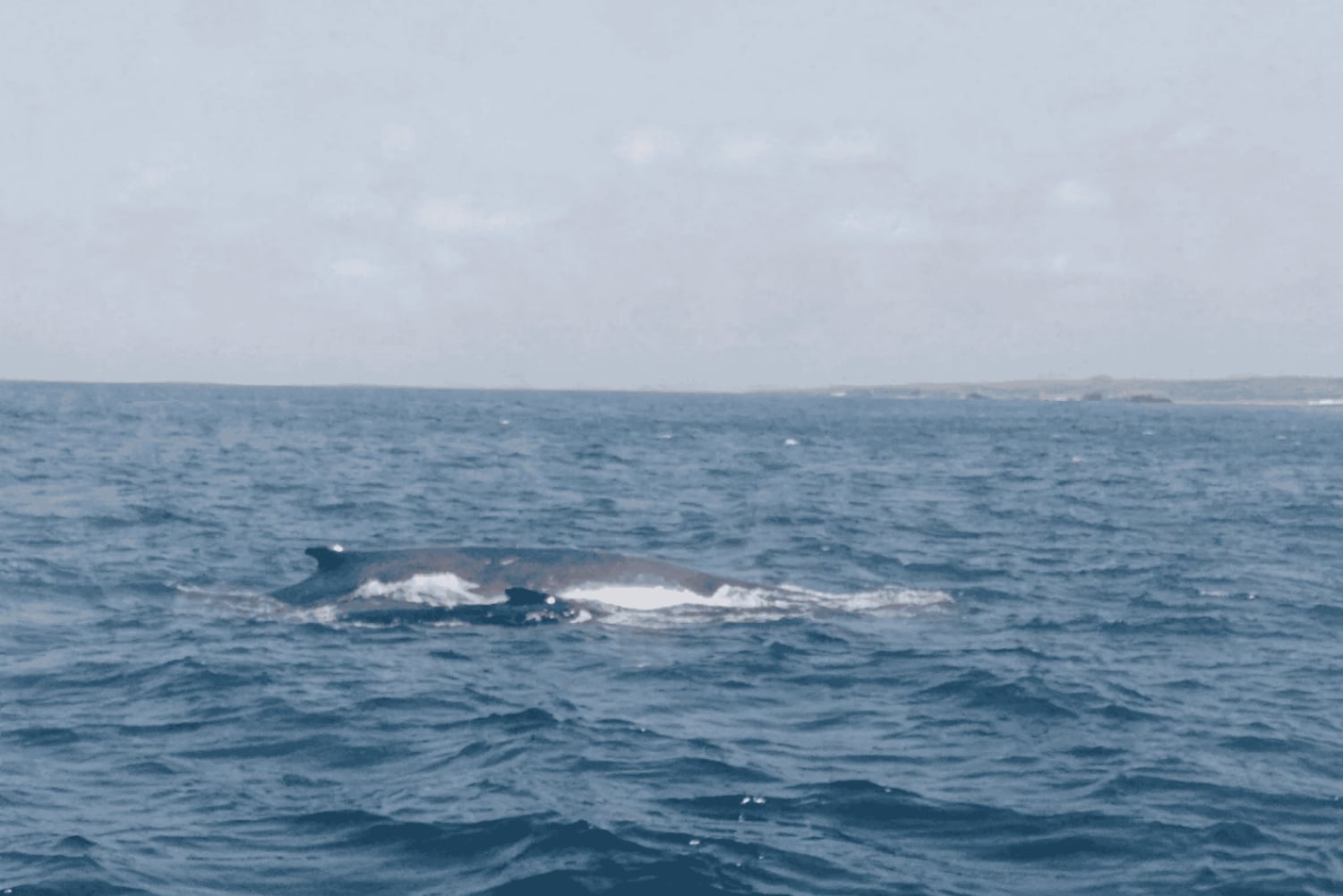 Boa Viata - Small-Group Whale Watching Tour