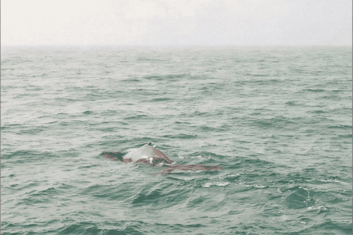 Boa Viata - Small-Group Whale Watching Tour