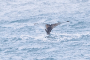 Boa Viata - Small-Group Whale Watching Tour