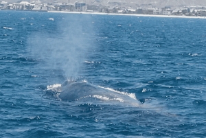 Boa Viata - Small-Group Whale Watching Tour