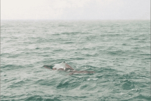 Boa Viata - Small-Group Whale Watching Tour