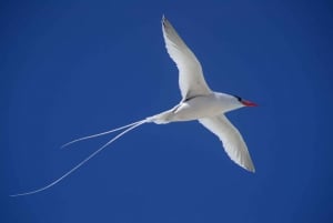 Boa Vista: Bird Watch Expedition in natural environment