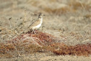 Boa Vista: Bird Watch Expedition in natural environment