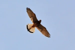 Boa Vista: Bird Watch Expedition in natural environment