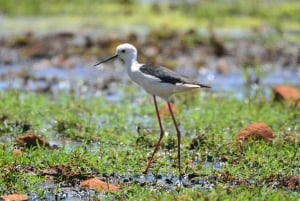 Boa Vista: Bird Watch Expedition in natural environment