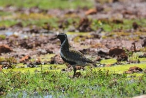 Boa Vista: Bird Watch Expedition in natural environment