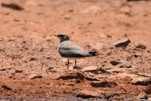 Boa Vista: Bird Watch Expedition in natural environment