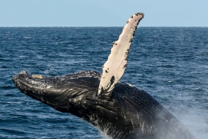 Boa Vista: Full-Day Whale Watching Tour
