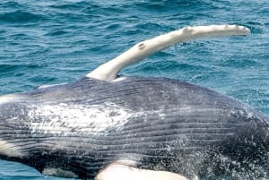 Boa Vista: Full-Day Whale Watching Tour