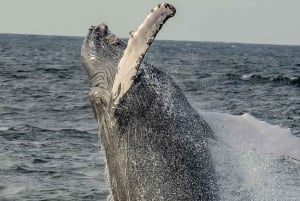Boa Vista: Excursão de Observação de Baleias de Dia Inteiro